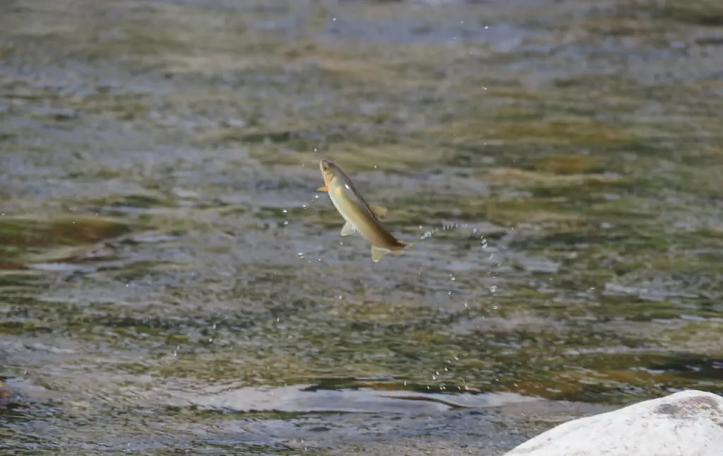 名人に習う鮎の友釣り 岐阜県郡上市 アウトドア専門の観光webサイト Gujo Outdoor Experiences