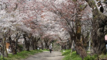 明建神社の桜並木（1）