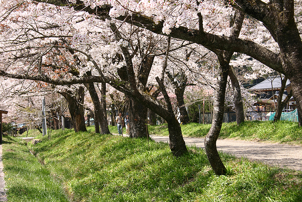 明建神社の桜並木（2）