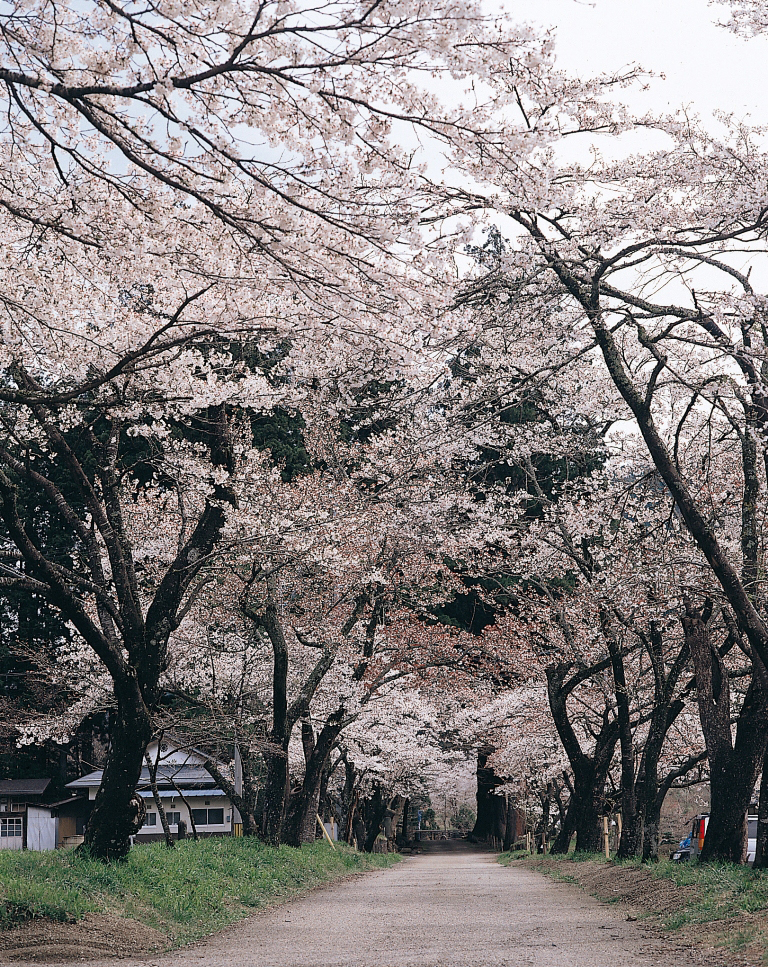 明建神社の桜並木（3）