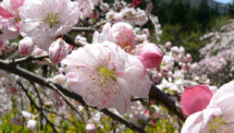善勝寺の桜（3）