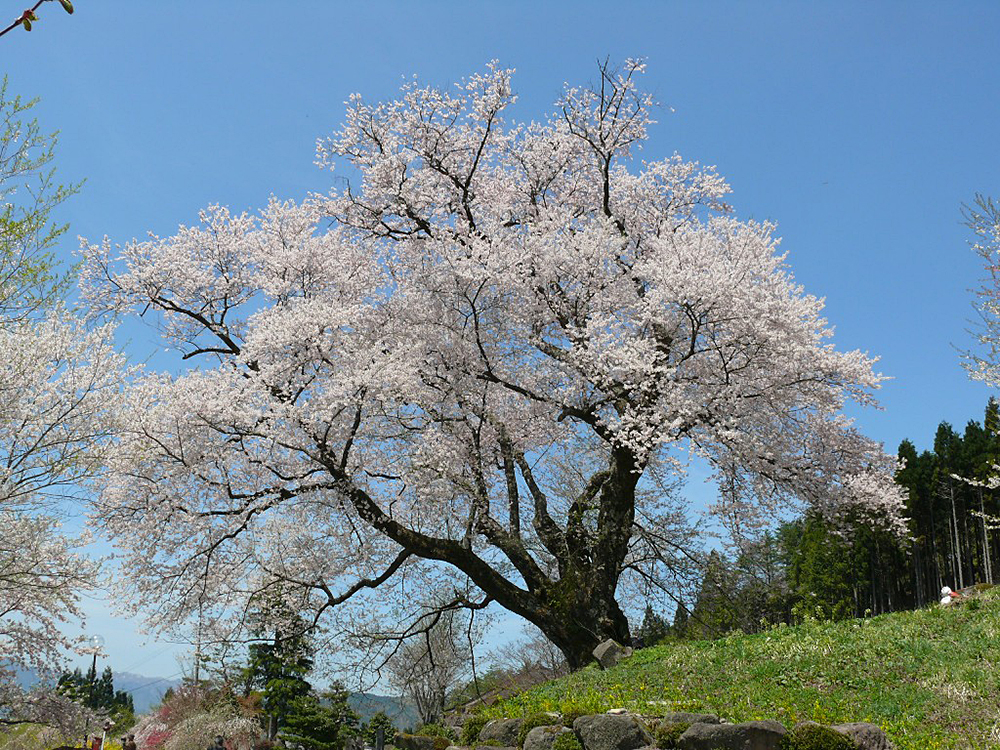 善勝寺の桜（5）