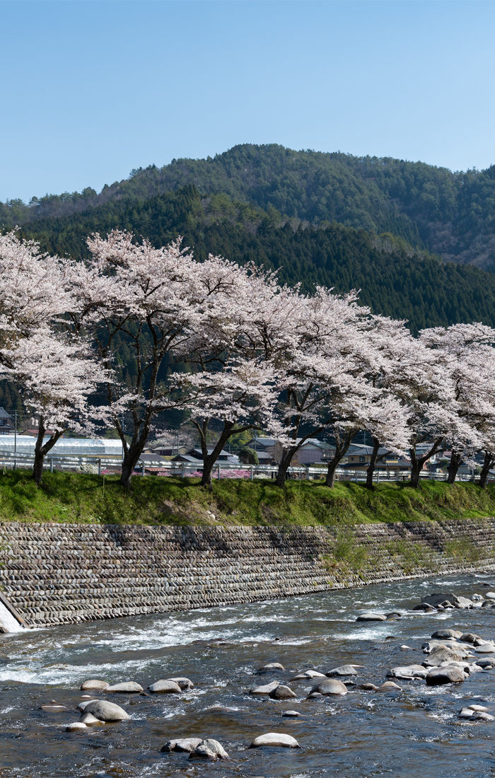 方須桜並木道