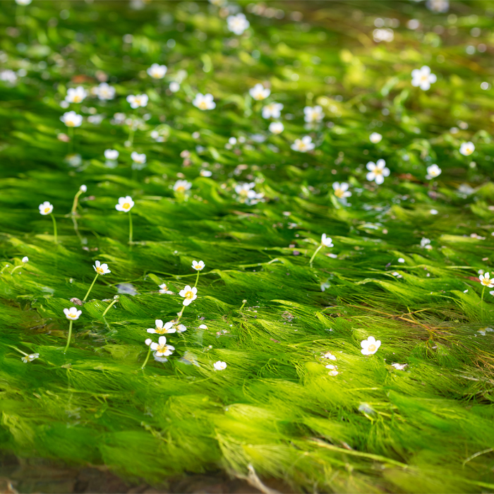 郡上鍾乳洞横の梅花藻