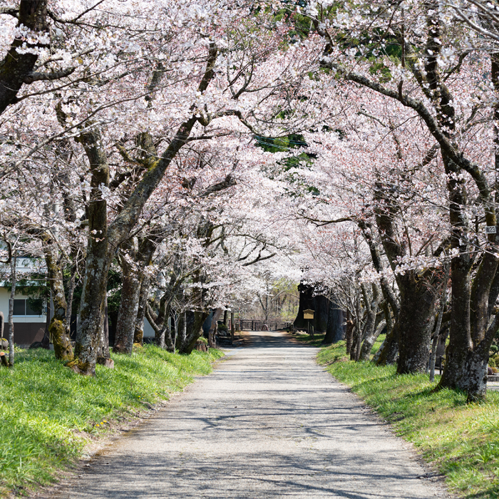 明建神社参道の桜並木