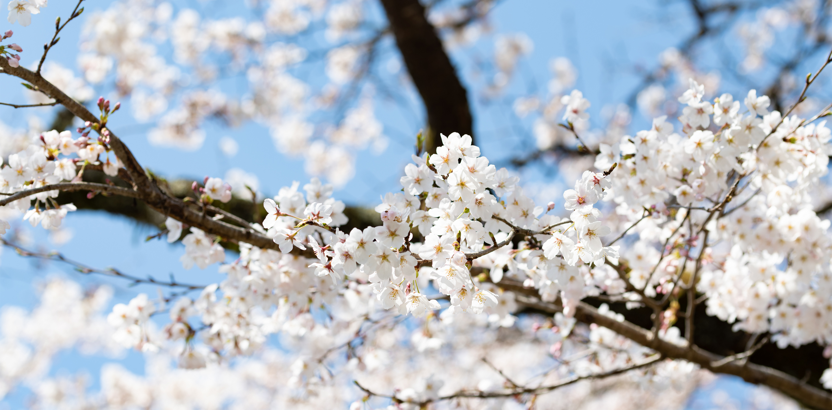 川面を染める桜色、郡上八幡に春の訪れを知らせるソメイヨシノの桜並木
