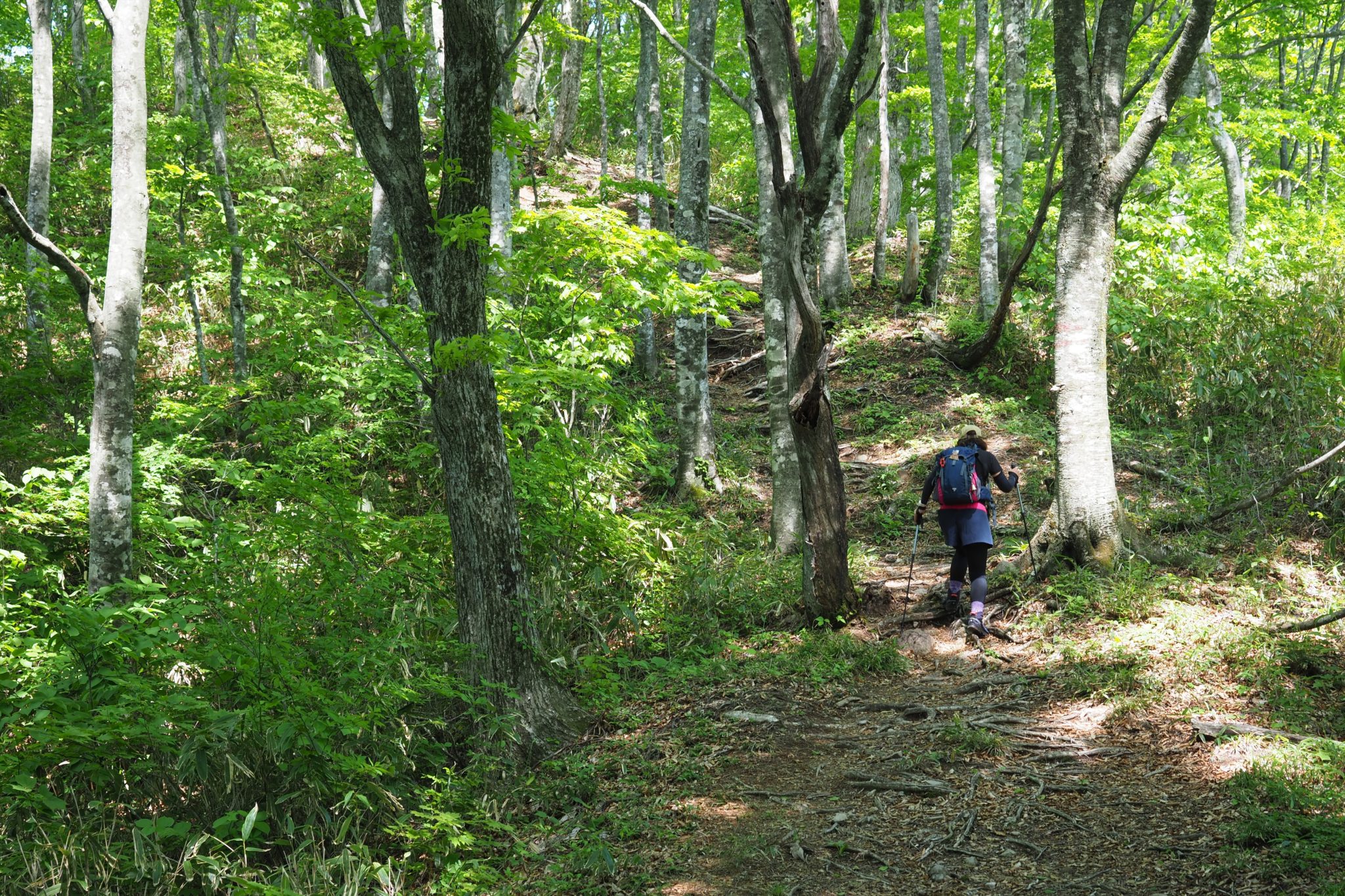 小酒井陶苑 | 【TABITABI郡上】