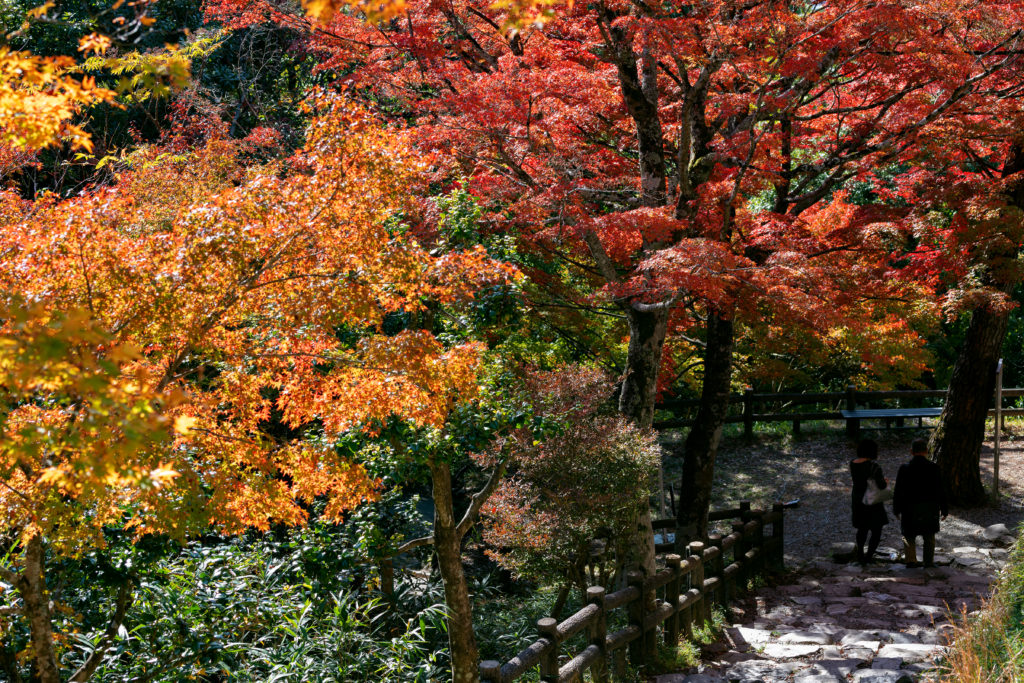 4 Best Spots to See Autumn Leaves in Gujo!_02
