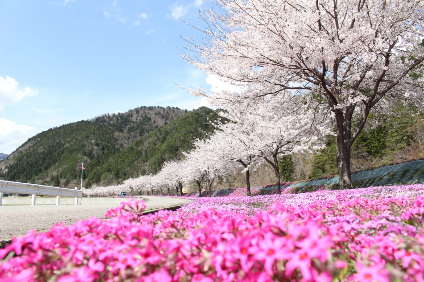 白鳥町 二日町の桜並木と芝桜 スライダー画像1